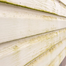 The Hidden Cost of Skipping House Washing: Mold, Algae, and Repairs Thumbnail